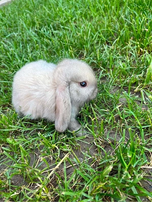 Zwergkaninchen