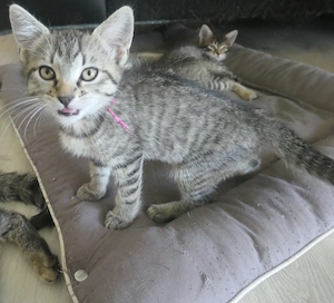 Babykatzen Kitten EK Bild 4
