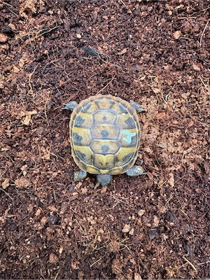 Griechische Landschildkröten Bild 2