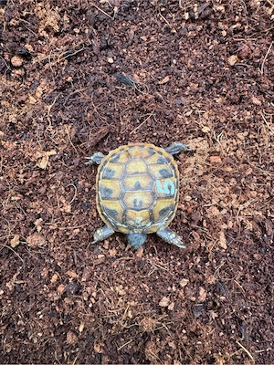 Griechische Landschildkröten Bild 3