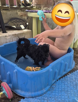 Chihuahua rüde 