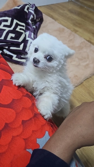 pomeranian hund sucht liebes volle Zuhause 