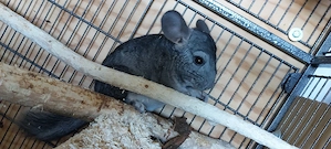 Chinchilla Männchen   Bild 3