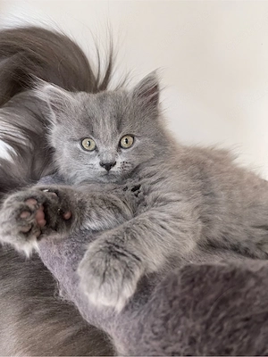 Russisch Blau Langhaar Katzen