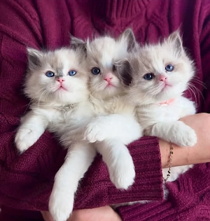 Ragdoll Katzen 