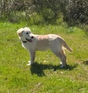 Golden Retriever Hündin 7Mon Ausreise nach Adoption bundesweit 