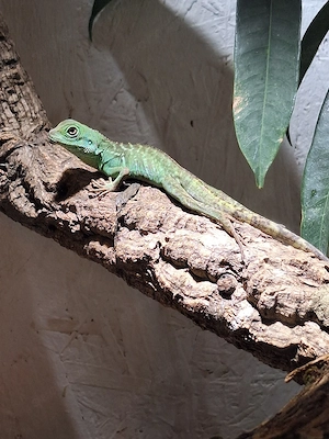 0.0.1 Grüne Wasseragame 