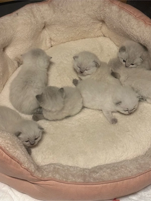 katzenbebey bkh 