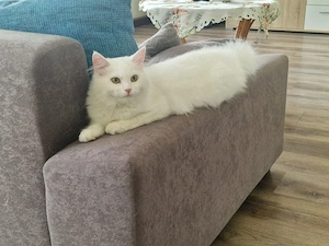 Main Coon Mix Schönheit 