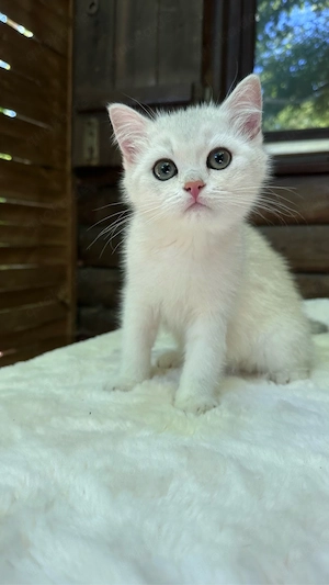 Zauberhafte Kitten aus exklusiver Champion-Linie    Bild 7