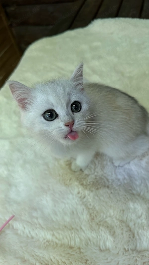 Zauberhafte Kitten aus exklusiver Champion-Linie    Bild 6