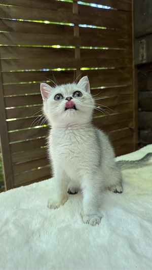Zauberhafte Kitten aus exklusiver Champion-Linie    Bild 9