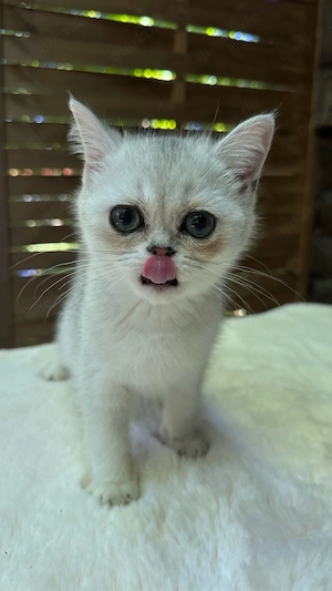 Zauberhafte Kitten aus exklusiver Champion-Linie    Bild 8