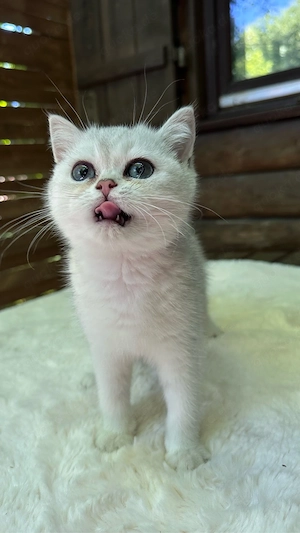 Zauberhafte Kitten aus exklusiver Champion-Linie    Bild 10