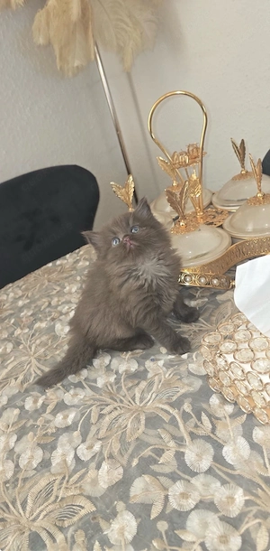 Wunderschöne Norwegische Waldkatzen Kitten abzugeben Bild 4
