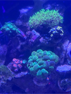 Meerwasseraquarium Auflösung  Bild 2