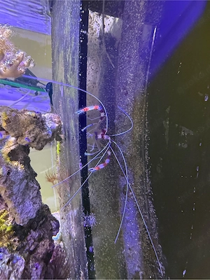 Meerwasseraquarium Auflösung  Bild 4
