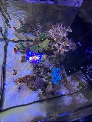 Meerwasseraquarium Auflösung  Bild 3