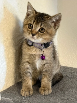 BKH Kitten Zuckersüß und Abgabebereit