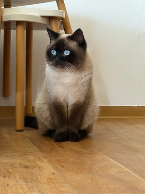 Deckkater !Kein Kauf!