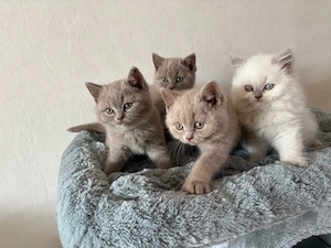 Reinrassige BKH Kitten suchen ein liebevolles Zuhause