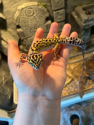 Leopardgecko 0.1 Mack snow