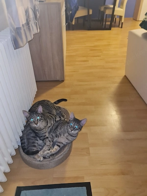   Wir suchen dringend ein neues Zuhause   