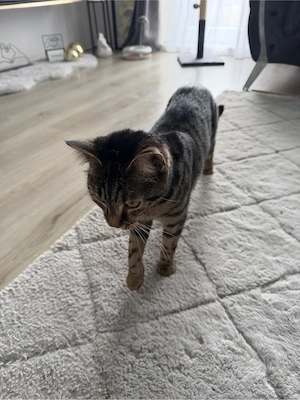 katzen dame 