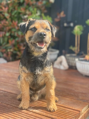 Border Terrier Deckrüde