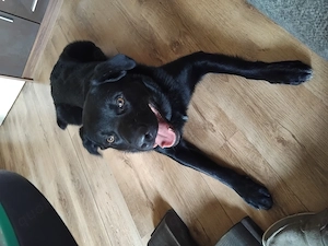 Labrador Mix abzugeben 