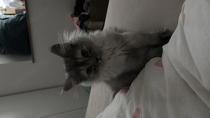 BLH-Kitten (17 Wochen)