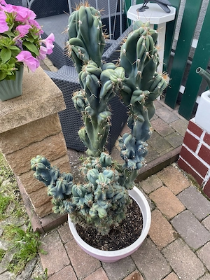 Felsenkaktus Cereus Kaktus über 30 Jahre alt 1,40 Meter groß    Bild 4