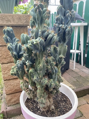 Felsenkaktus Cereus Kaktus über 30 Jahre alt 1,40 Meter groß    Bild 3