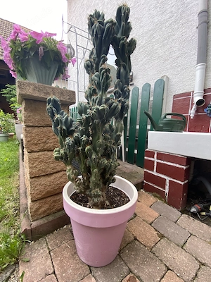Felsenkaktus Cereus Kaktus über 30 Jahre alt 1,40 Meter groß    Bild 2