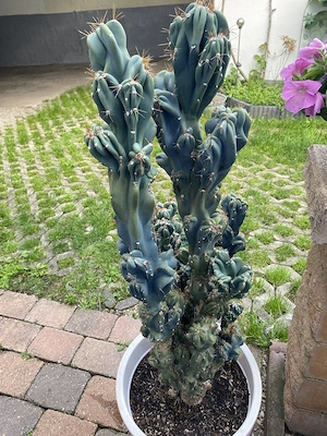 Felsenkaktus Cereus Kaktus über 30 Jahre alt 1,40 Meter groß    Bild 5