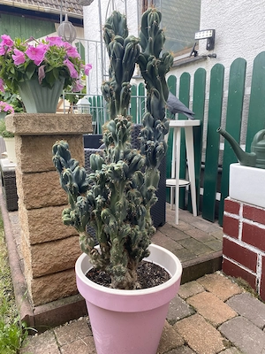 Felsenkaktus Cereus Kaktus über 30 Jahre alt 1,40 Meter groß   