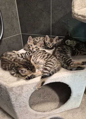 Bengal mix kitten weibchen zu verkaufen 