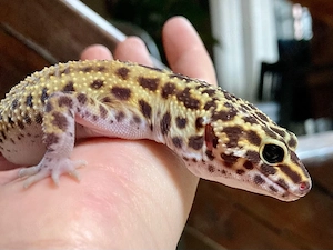 Cipher het. TA Leopardgecko Weibchen