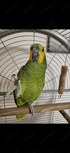 Blaustirnamazonen hahn sucht ein Zuhause mit Artgenossen  Bild 5