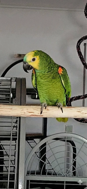 Blaustirnamazonen hahn sucht ein Zuhause mit Artgenossen  Bild 2