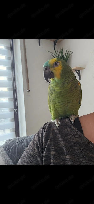 Blaustirnamazonen hahn sucht ein Zuhause mit Artgenossen  Bild 6
