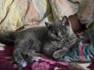 Süßes BKH-Mix Katzenmädchen sucht ein liebevolles Zuhause