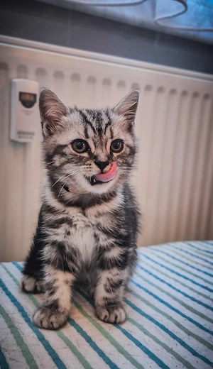 Noch 1 BKH-Junge ab 10.06.2026 abzugeben - Black-Silver-Tabby-Classic