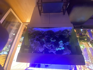 Meerwasseraquarium Komplett mit Inhalt zu verkaufen  Bild 3