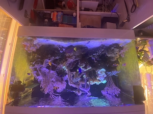 Meerwasseraquarium Komplett mit Inhalt zu verkaufen 