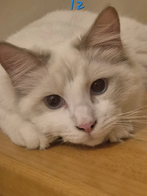 Ragdollkater und Ragdoll EKH Weibchen 