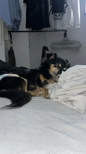 7 jahre alter chihuahua Bild 3