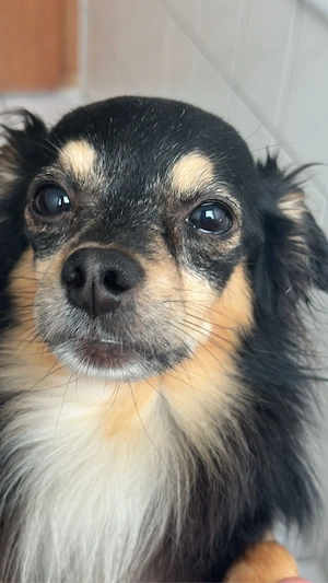 7 jahre alter chihuahua Bild 4