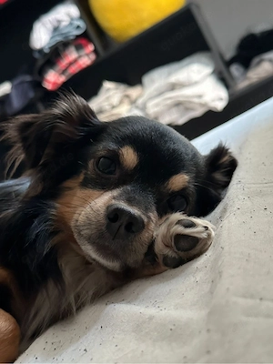 7 jahre alter chihuahua