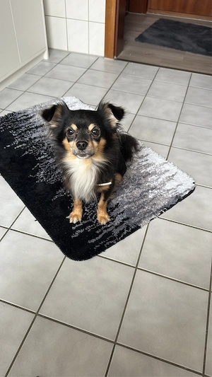 7 jahre alter chihuahua Bild 5